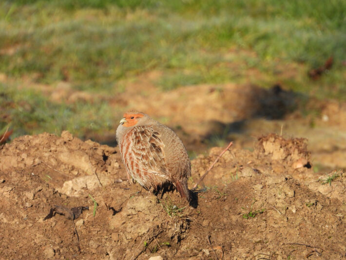 Een patrijs op een akker in het Land van Altena. Foto: Pieter Verbeek.