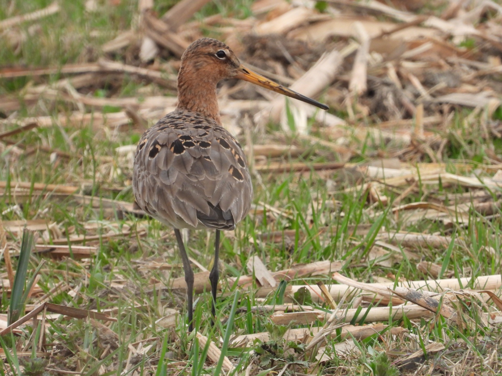Grutto in Eemland. Foto: Pieter Verbeek.