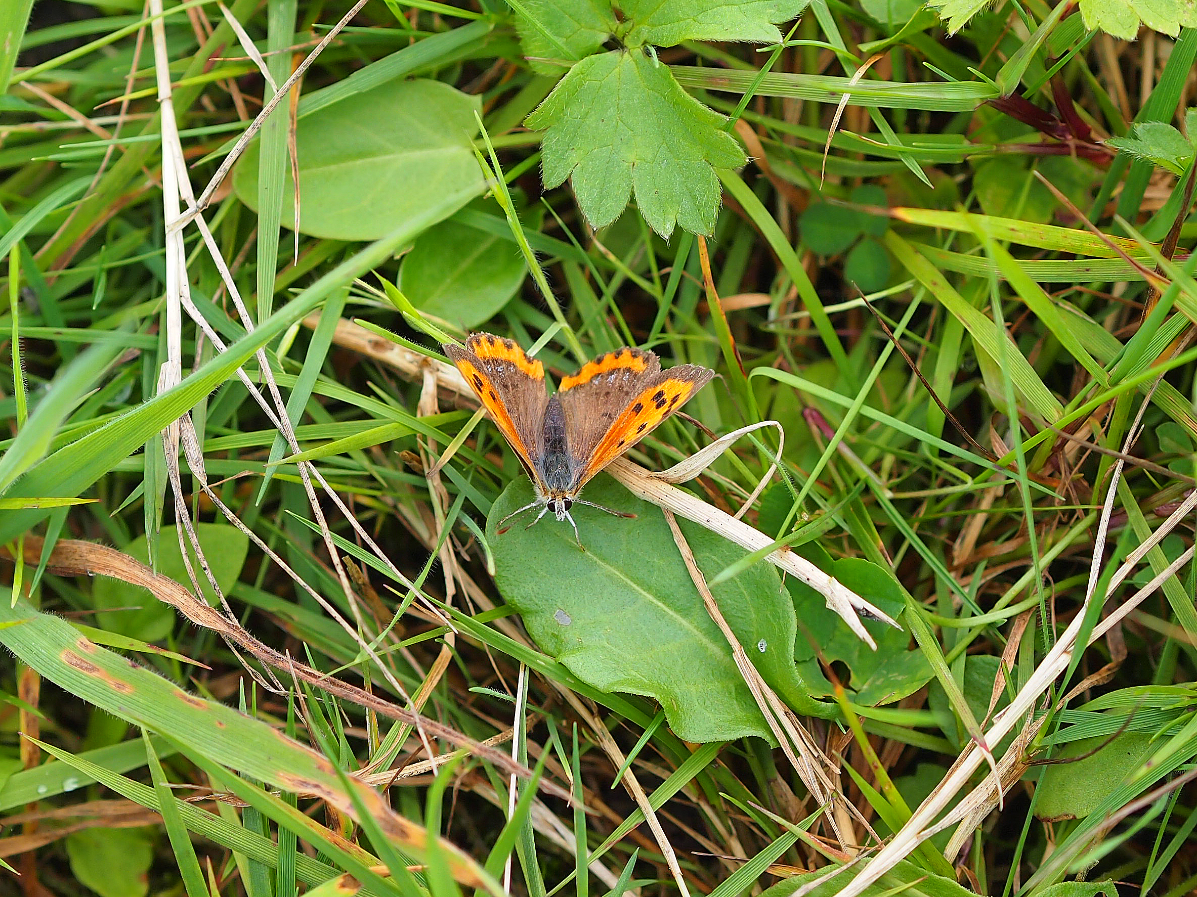 Kleine vuurvlinder - beeld: BoerenNatuur