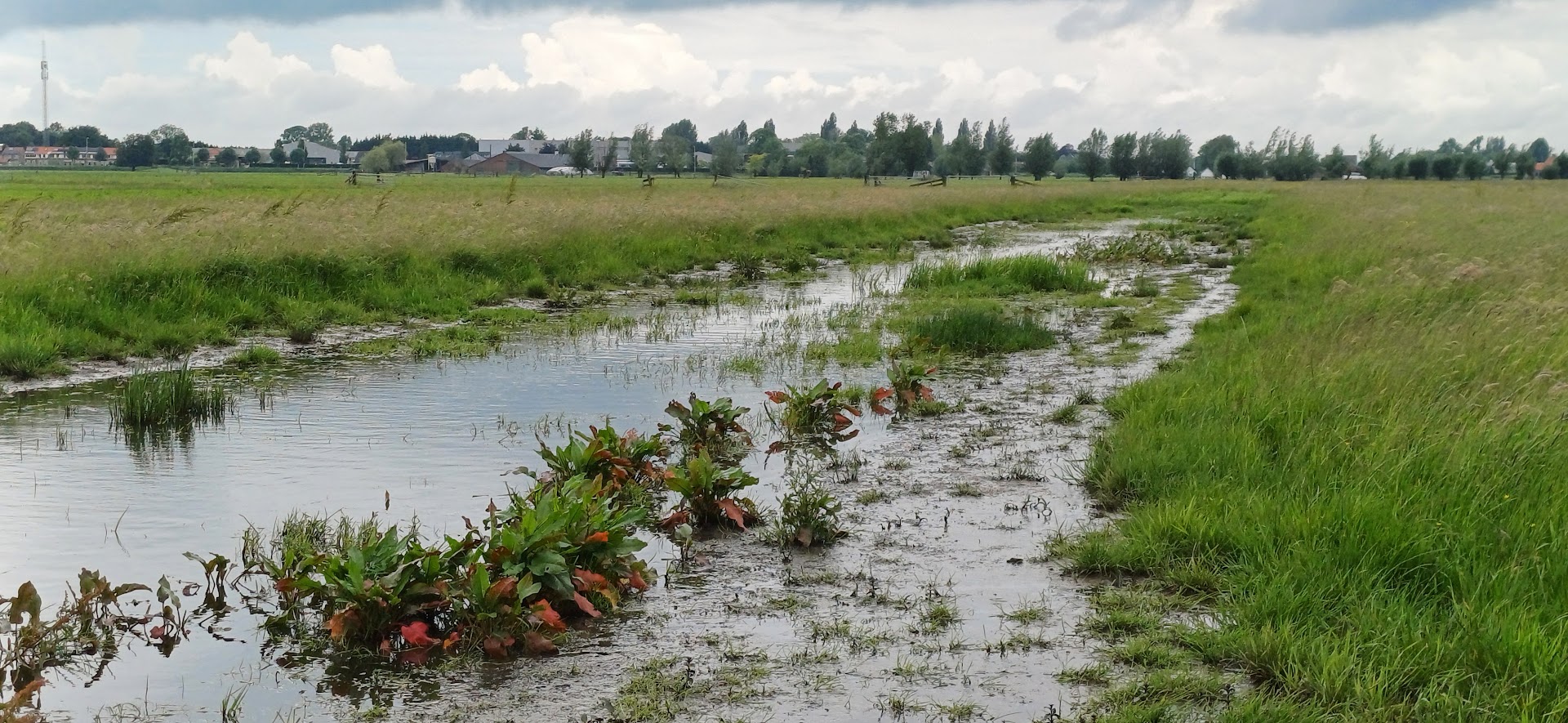 Een plasdras in de Lopikerwaard (Bron: Collectief Lopikerwaard)