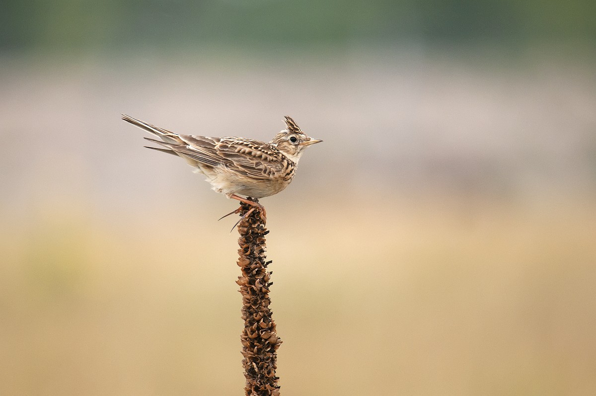 Beeld: Veldleeuwerik - Luuk Vermeer (Saxifraga)