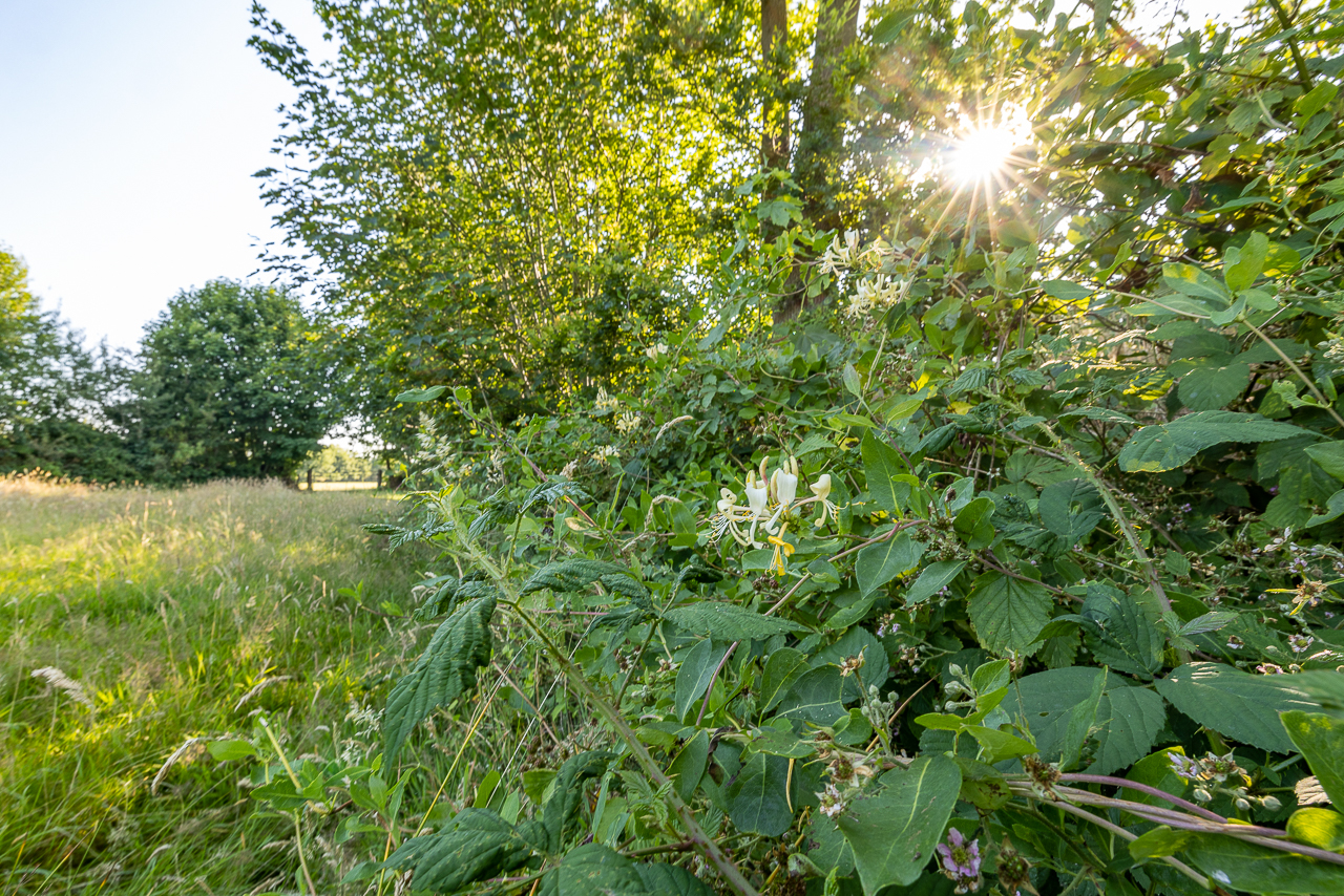 Het coulisselandschap van de Noardlike Fryske Wâlden. Foto: Binne-Louw Katsma.