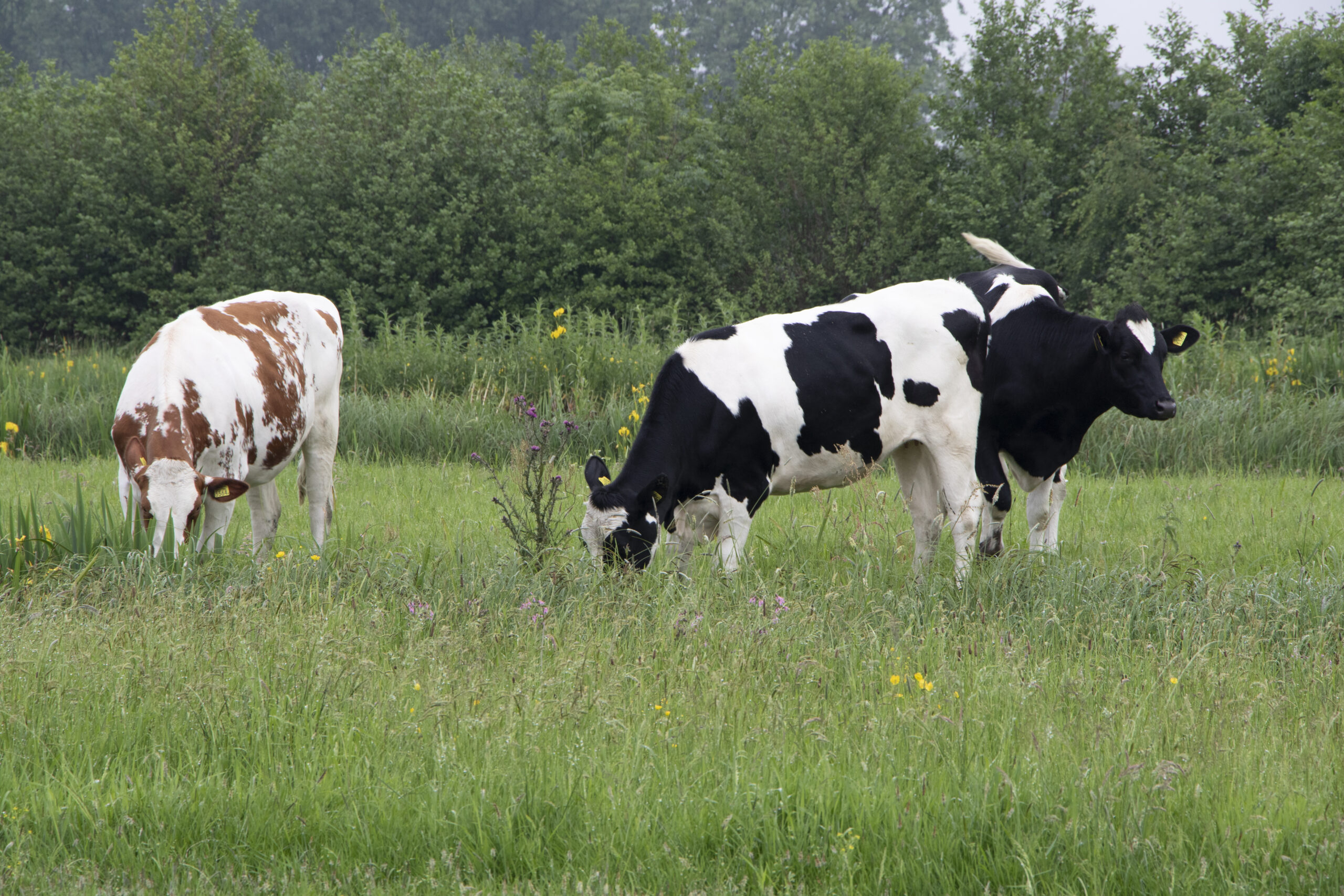 Beeld: BoerenNatuur - jongvee in kruidenrijk grasland