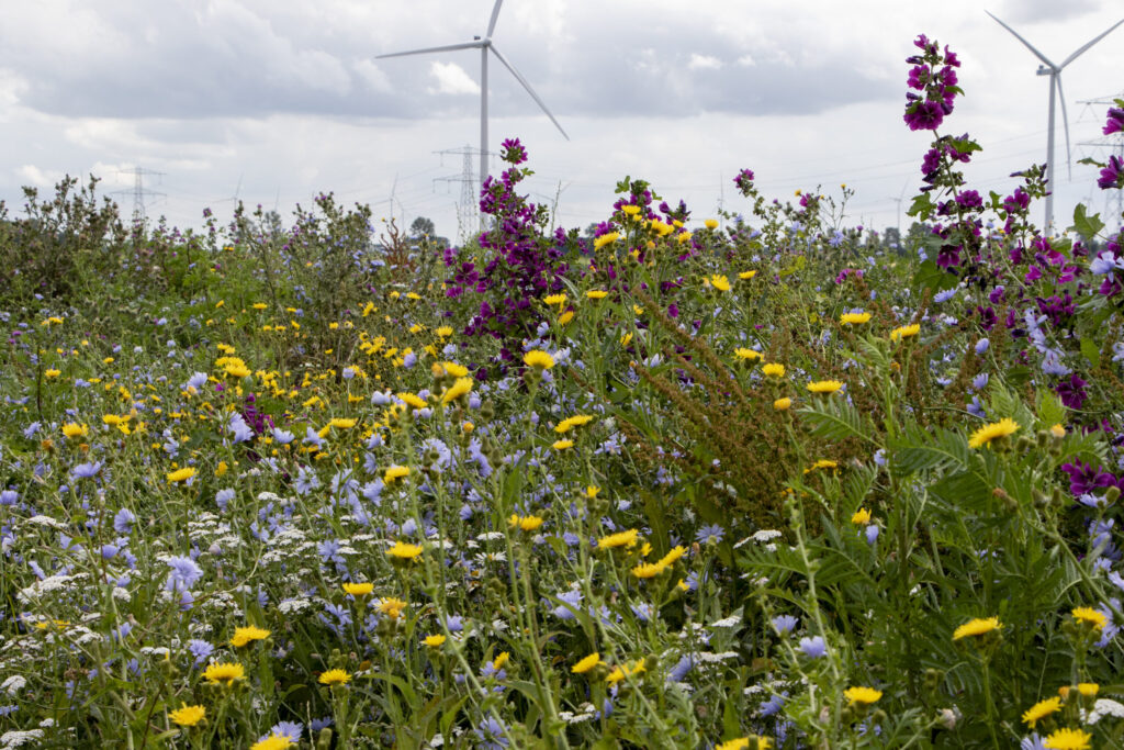 Kruidenrijke graslanden zijn beter bestand tegen droogte.