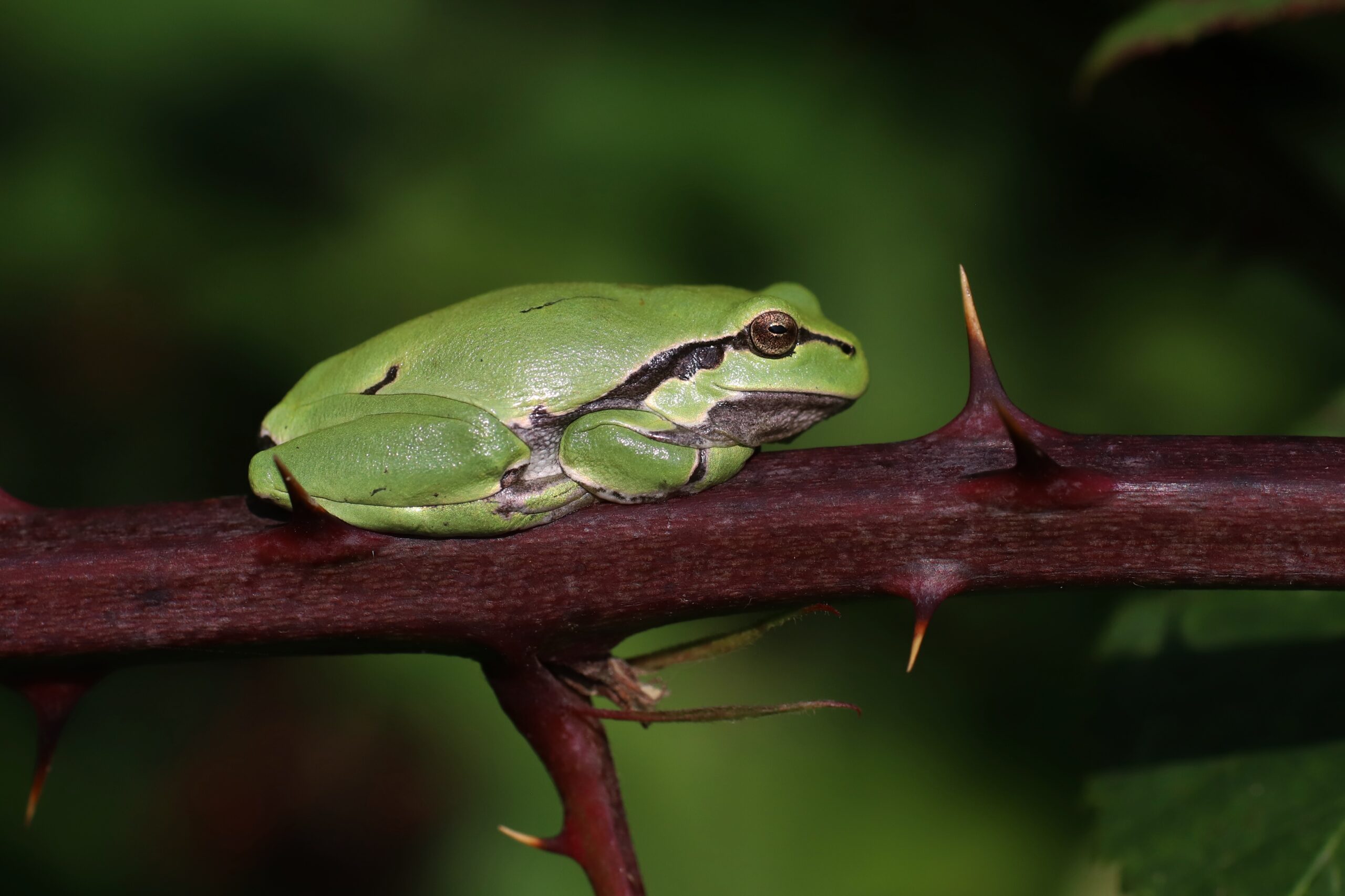 Boomkikker. Foto: Jan Stronks.