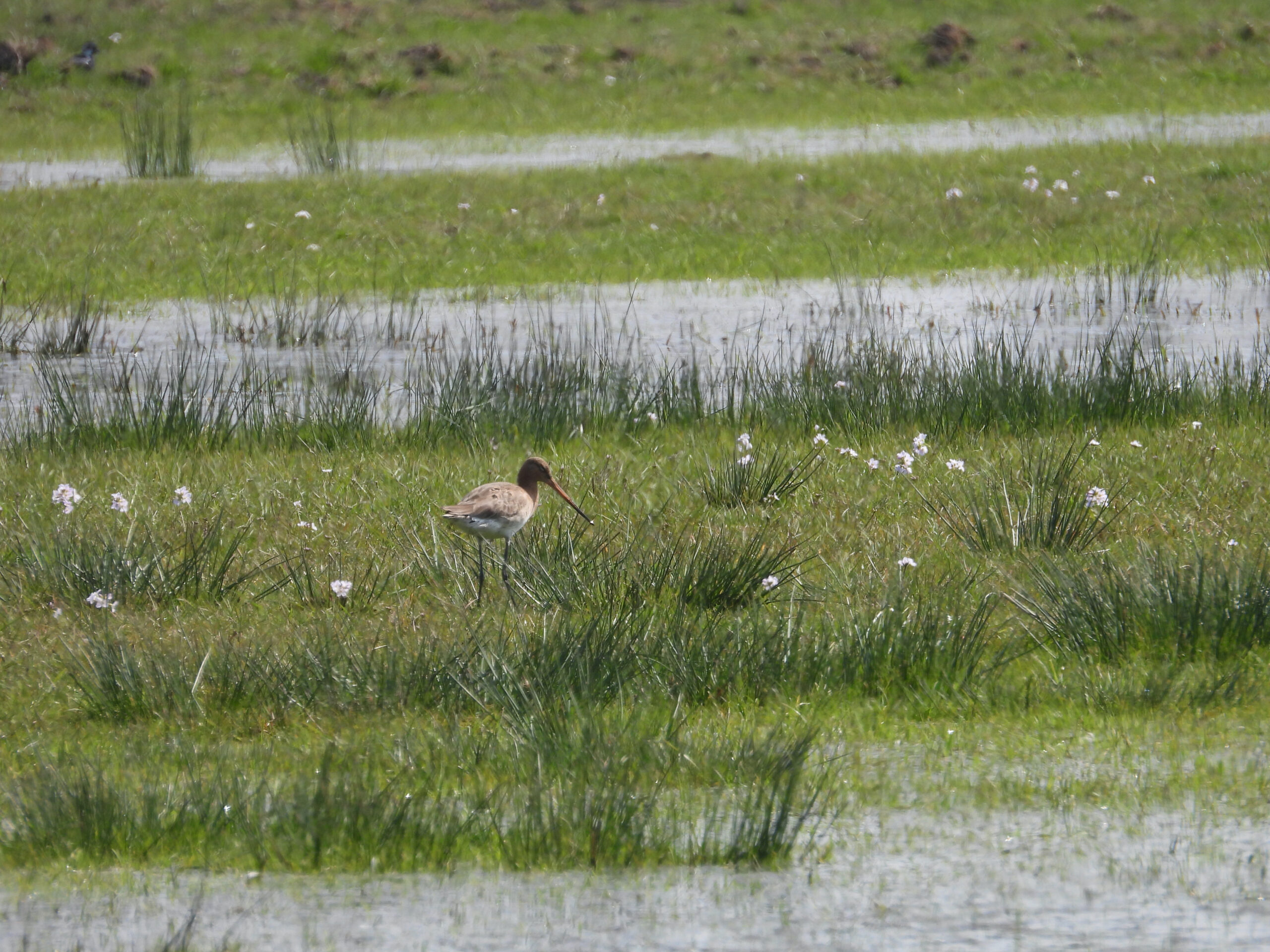Een grutto op Het Beloken Land. Foto: Pieter Verbeek.