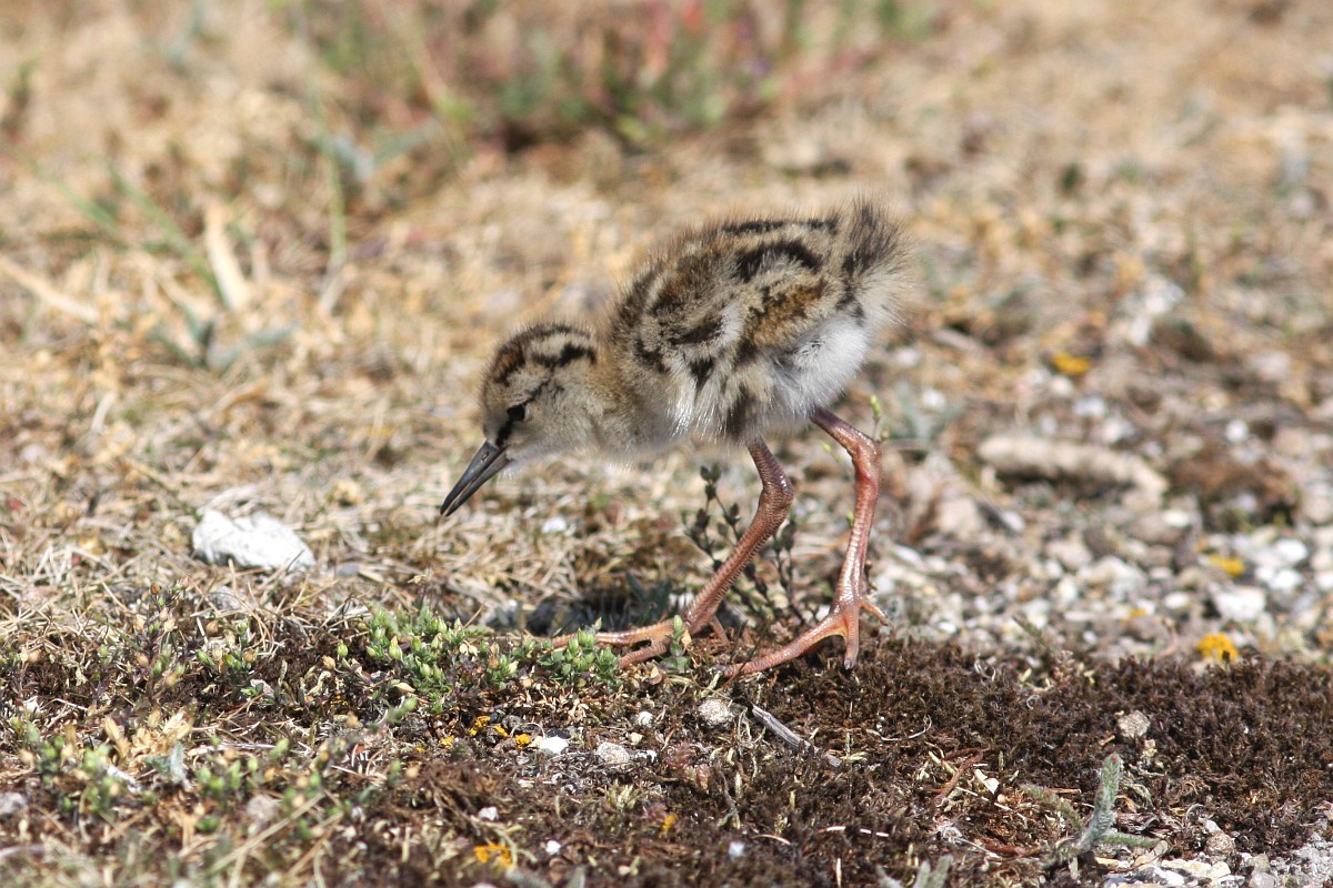 Jonge tureluur. Foto: Saxifrage/Henk Baptist.