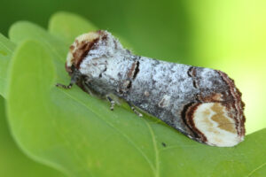 Wapendrager . Foto: Rik Wever.