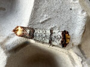 Wapendrager gefotografeerd door Gert Timmermans.