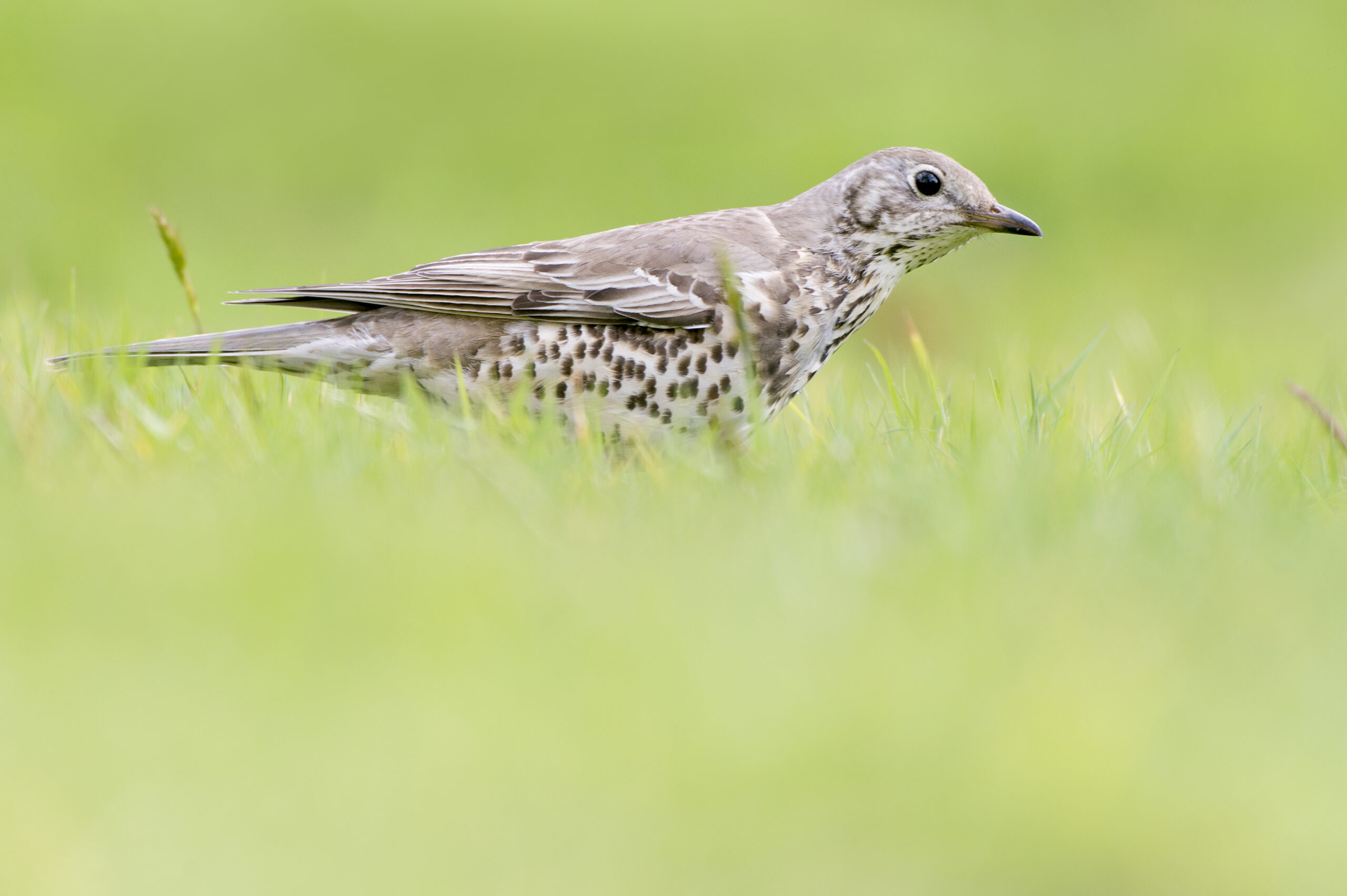 De grote lijster is ook veel te vinden in de Noardlike Fryske Wâlden. Foto: Marcel van Kammen.