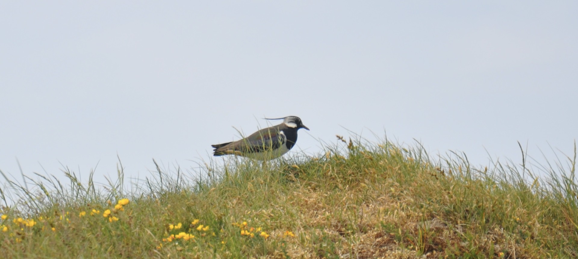 Kievit. Foto: Pieter Verbeek.