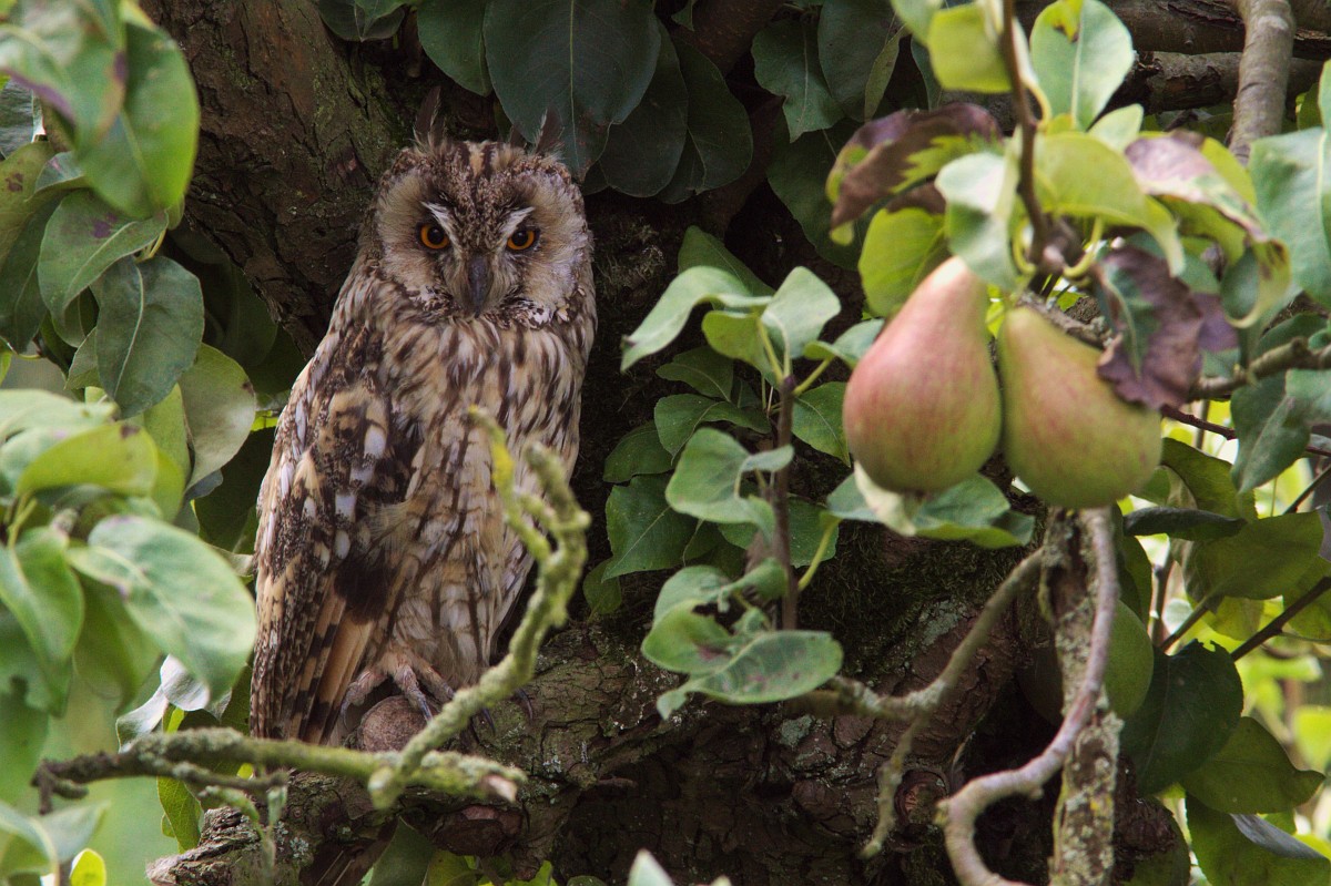 Beeld: Ransuil - Martin Mollet (Saxifraga)