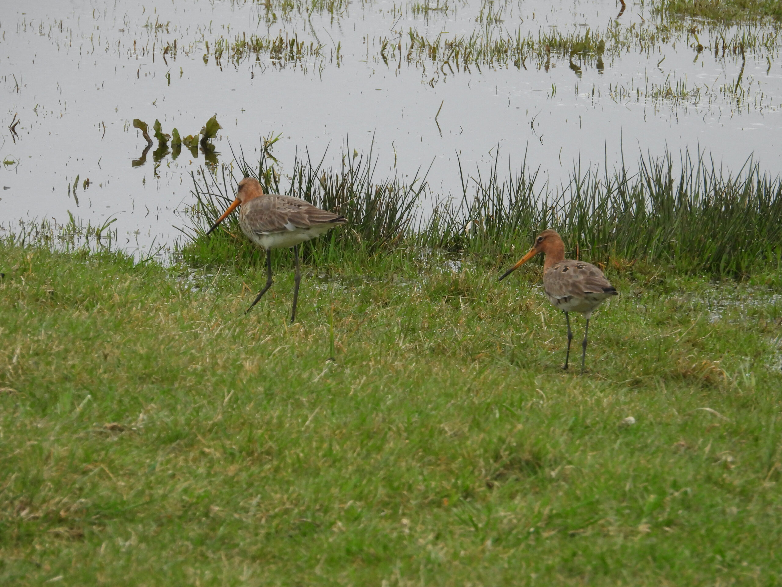 Grutto's in Eemland. Foto: Pieter Verbeek.