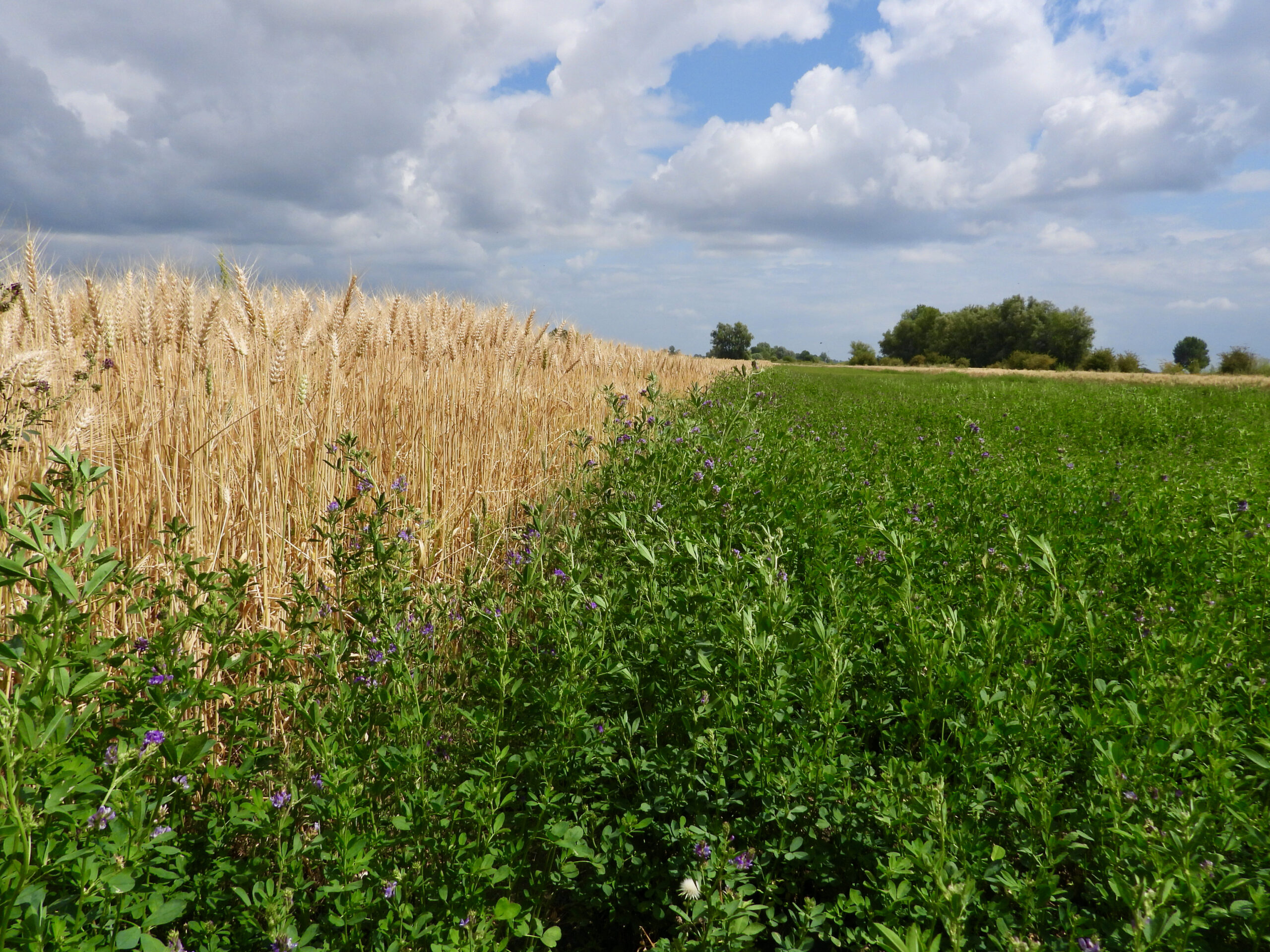 Graan en luzerne staan naast elkaar in stroken op de BAM akker in Well. Foto: Pieter Verbeek.