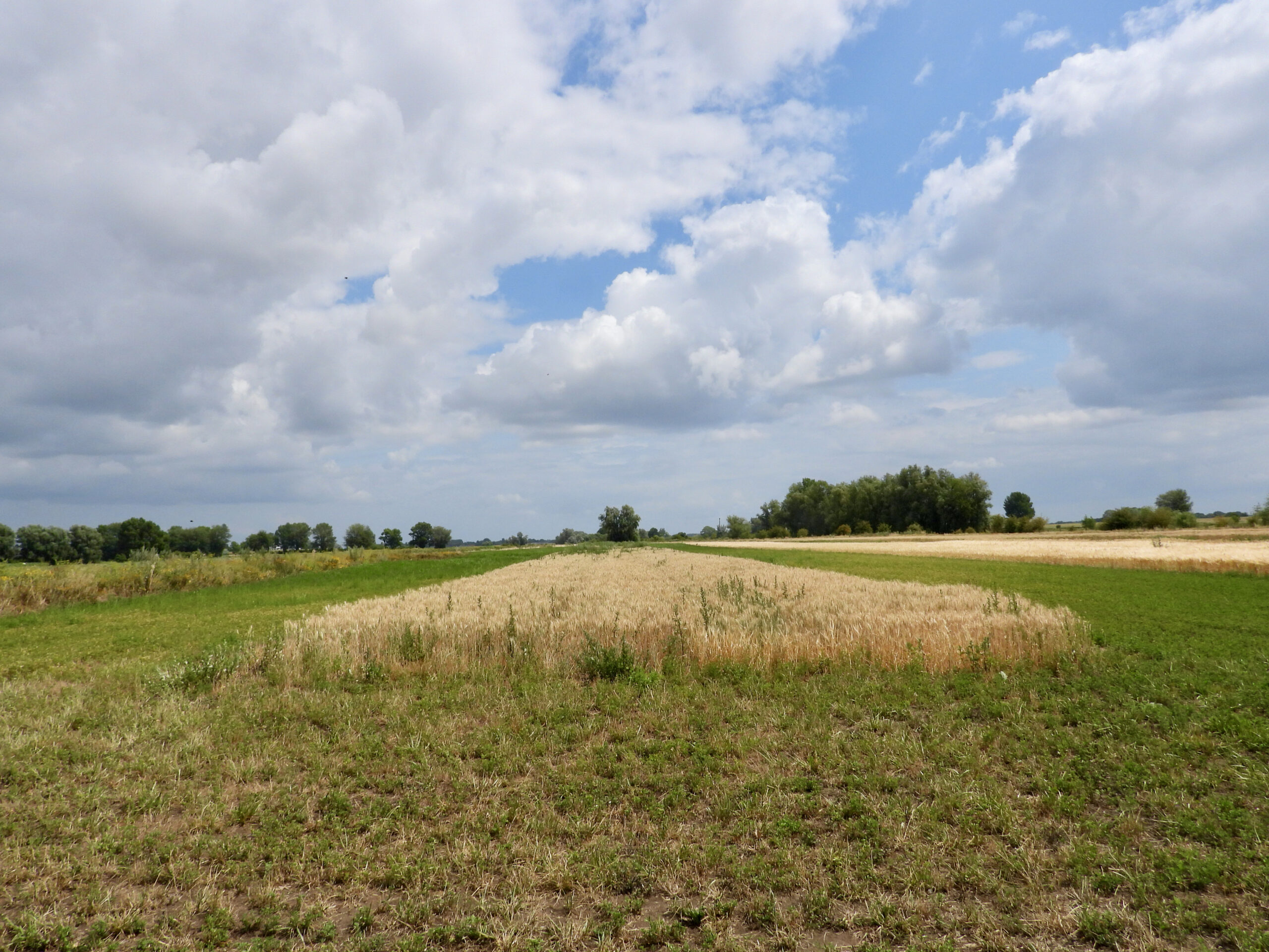 BAM-akker in Well, Gelderland. Foto: Pieter Verbeek.