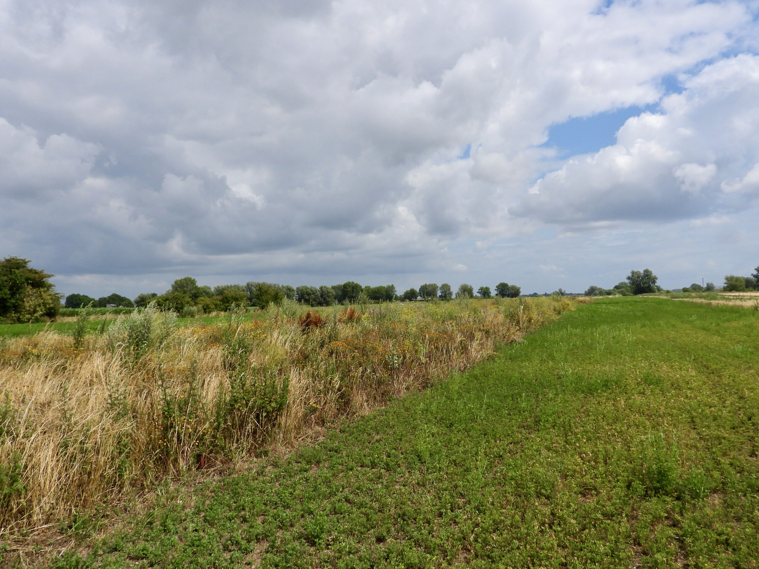 Kruidenrijke strook naast luzerne op de BAM akker in Well. Foto: Pieter Verbeek.