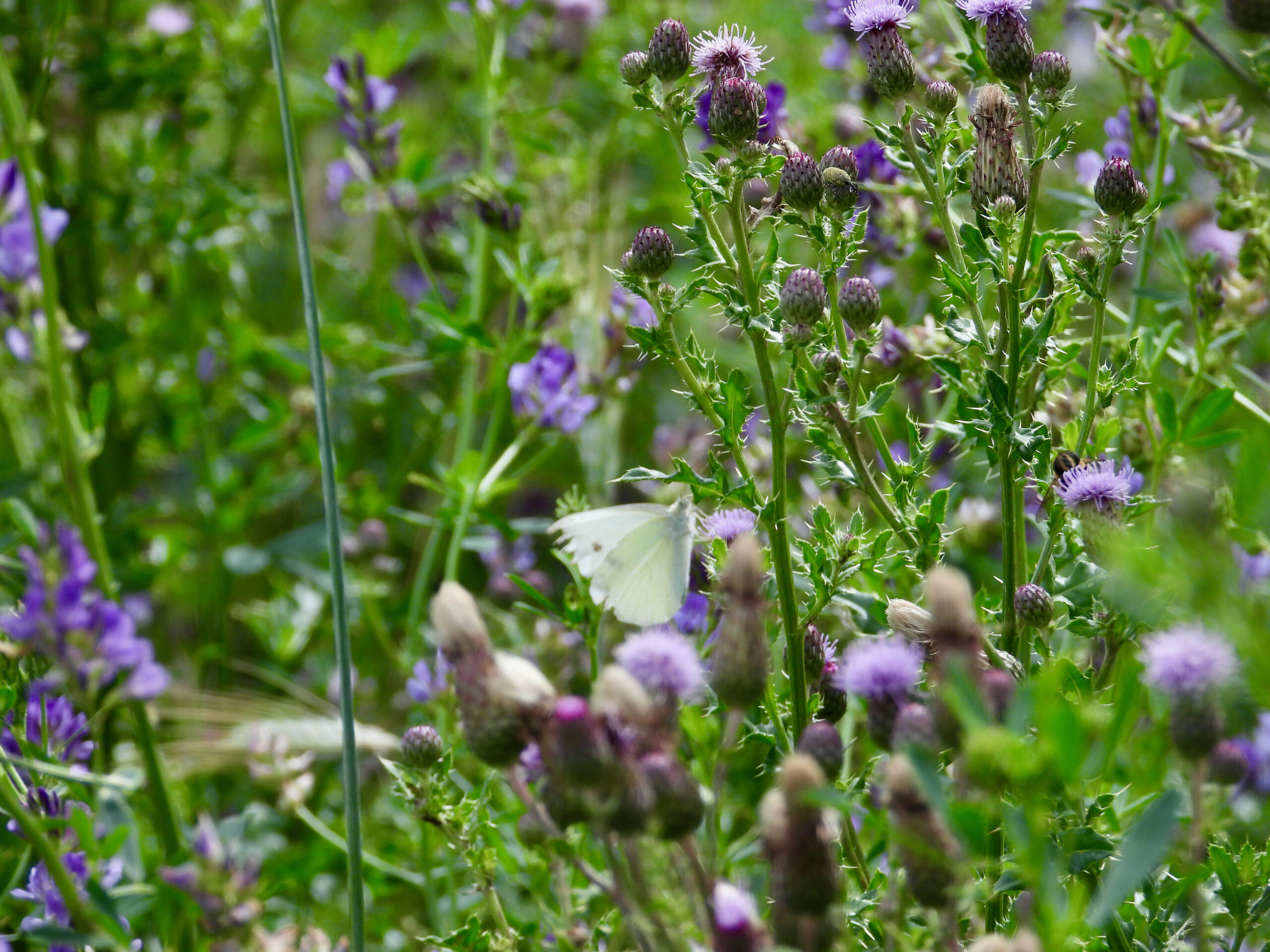 Veel leven in de kruidenrijke stroken. Foto: Pieter Verbeek.